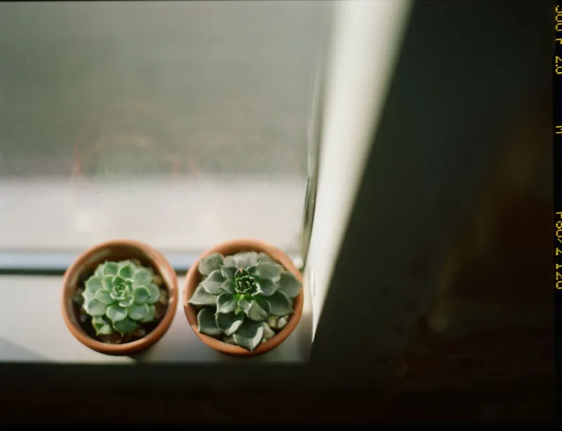 So Your Succulent Is Dead. Again. Here's What That Actually Means.